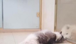 铲屎官最新爆料,宠物界的最新趣闻爆料！